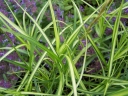 sklep ogrodniczy - Turzyca palmowa AUREOVARIEGATA Carex muskingumensis /C2 *P26