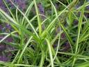 rośliny ogrodowe - Turzyca palmowa AUREOVARIEGATA Carex muskingumensis /C2 *P26