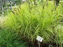 rośliny ogrodowe - Turzyca palmowa AUREOVARIEGATA Carex muskingumensis /C2 *P26