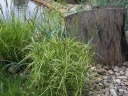 rośliny ogrodowe - Turzyca palmowa AUREOVARIEGATA Carex muskingumensis /C2 *P26
