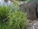 rośliny ozdobne - Turzyca palmowa AUREOVARIEGATA Carex muskingumensis /C2 *P26