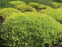 rośliny ogrodowe -  Karmnik rozesłany Sagina procumbens /P9 *7F