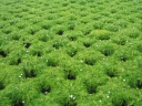 sadzonki - Karmnik rozesłany Sagina procumbens /P9 *7F