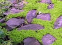sklep ogrodniczy - Karmnik rozesłany Sagina procumbens /P9 *7F
