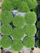 rośliny ozdobne - Karmnik rozesłany Sagina procumbens /P9 *7F