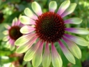 sklep ogrodniczy -  Jeżówka GREEN ENVY Echinacea P11