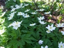 rośliny ozdobne -  Zawilec gajowy Anemone nemorosa 10 sztuk kłączy