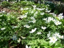 sklep ogrodniczy - Zawilec gajowy Anemone nemorosa 10 sztuk kłączy