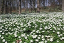 rośliny ozdobne - Zawilec gajowy Anemone nemorosa 10 sztuk kłączy