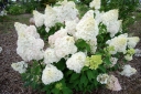 sadzonki -  Hortensja bukietowa DENTELLE DE GORRON ® 'Rencri' Hydrangea paniculata /C12