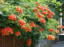 sadzonki - Milin 'MADAME GALEN' Campsis radicans