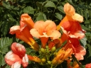 rośliny ozdobne - Milin 'MADAME GALEN' Campsis radicans