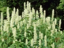 rośliny ogrodowe -  Kłosowiec anyżowy ALABASTER Agastache rugosa /C2