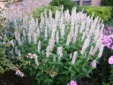 rośliny ozdobne - Kłosowiec anyżowy ALABASTER Agastache rugosa /C2