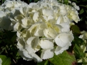 rośliny ogrodowe -  Hortensja ogrodowa Everbloom White Wonder 'White Ball' Hydrangea macrophylla