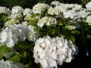 sadzonki - Hortensja ogrodowa Everbloom White Wonder 'White Ball' Hydrangea macrophylla
