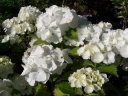 sklep ogrodniczy - Hortensja ogrodowa Everbloom White Wonder 'White Ball' Hydrangea macrophylla