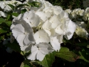 sklep ogrodniczy - Hortensja ogrodowa Everbloom White Wonder 'White Ball' Hydrangea macrophylla