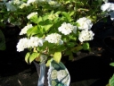 rośliny ogrodowe - Hortensja ogrodowa Everbloom White Wonder 'White Ball' Hydrangea macrophylla