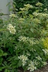 sadzonki -  Hortensja miękkowłosa 'SNOW CAP' Hydrangea heteromalla