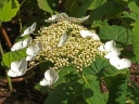sadzonki -  Hortensja miękkowłosa 'LONG WHITE' Hydrangea heteromalla