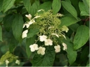 sklep ogrodniczy - Hortensja miękkowłosa 'LONG WHITE' Hydrangea heteromalla