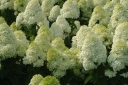 sklep ogrodniczy - Hortensja bukietowa Limelight (Hydrangea paniculata Limelight) /C5 *19K