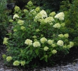 rośliny ogrodowe - Hortensja bukietowa Limelight (Hydrangea paniculata Limelight) /C5 *19K