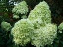 rośliny ozdobne - Hortensja bukietowa Limelight (Hydrangea paniculata Limelight) /C5 *19K