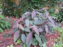 rośliny ozdobne - Hortensja kosmata Hot Chocolate Hydrangea aspera C3/50cm