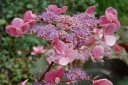 rośliny ogrodowe - Hortensja kosmata Hot Chocolate Hydrangea aspera C3/50cm