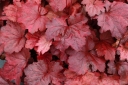sadzonki -  Żurawka GALAXY Heuchera
