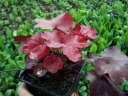 rośliny ogrodowe - Żurawka GALAXY Heuchera