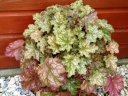 sadzonki -  Żurawka GINGER ALE Heuchera