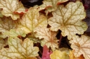 rośliny ozdobne - Żurawka GINGER ALE Heuchera