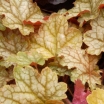 rośliny ogrodowe - Żurawka GINGER ALE Heuchera