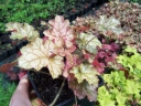 rośliny ogrodowe - Żurawka GINGER ALE Heuchera