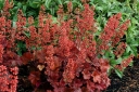 sadzonki - Żurawka CHERRY COLA Heuchera /P12 *3