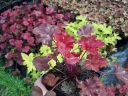 rośliny ogrodowe - Żurawka CHERRY COLA Heuchera /P12 *3