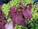 sadzonki - Żurawka CHERRY COLA Heuchera /P12 *3