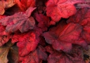 rośliny ogrodowe -  Żurawka AUTUMN LEAVES Heuchera
