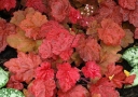 rośliny ogrodowe - Żurawka AUTUMN LEAVES Heuchera