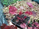 sklep ogrodniczy - Żurawka AUTUMN LEAVES Heuchera