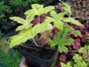 sklep ogrodniczy - Żuraweczka SUNRISE FALLS Heucherella
