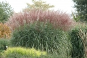 sadzonki -  Miscanthus sinensis KLEINE FONTANE Miskant chiński /C1,5 *5