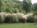 rośliny ozdobne - Miscanthus sinensis KLEINE FONTANE Miskant chiński /C1,5 *5