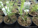 rośliny ogrodowe - Miscanthus sinensis KLEINE FONTANE Miskant chiński /C1,5 *5