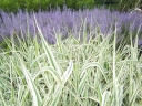 sadzonki - Manna mielec VARIEGATA syn. Manna wodna Glyceria maxima C2
