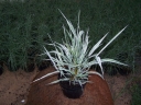 rośliny ozdobne - Manna mielec VARIEGATA syn. Manna wodna Glyceria maxima C2