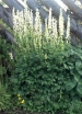 rośliny ogrodowe - TOJAD ŻÓŁTY LISI (ACONITUM VULPARIA) C2 *K6-O